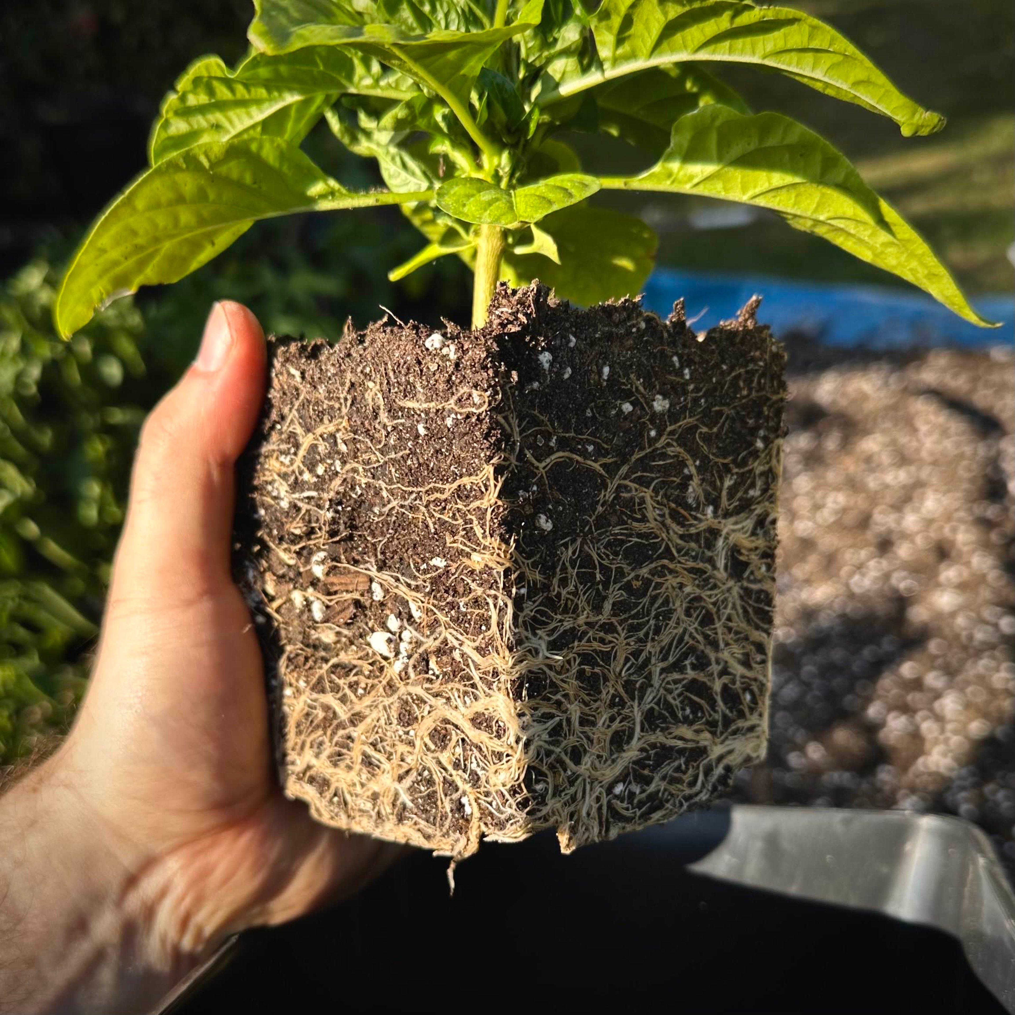 A 1L block of soil with a strong chili pepper plant root system.