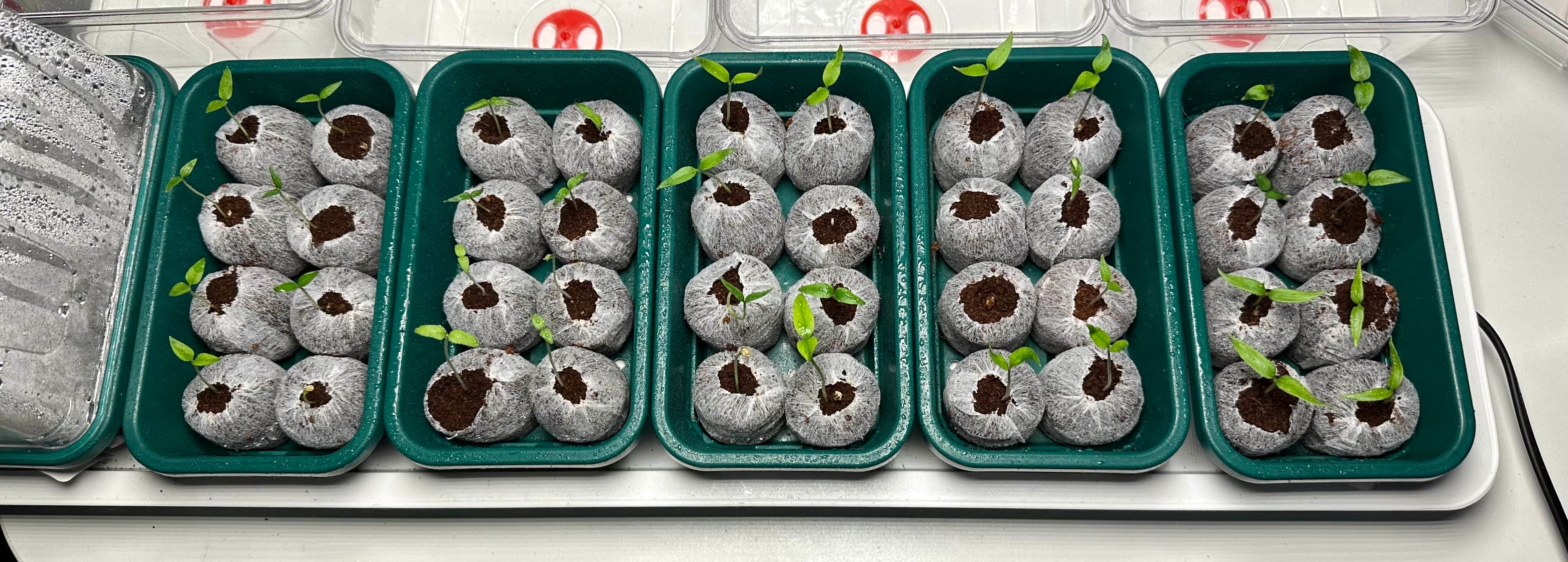 Chili pepper seedlings sprouting out of coir pellets in heated trays.