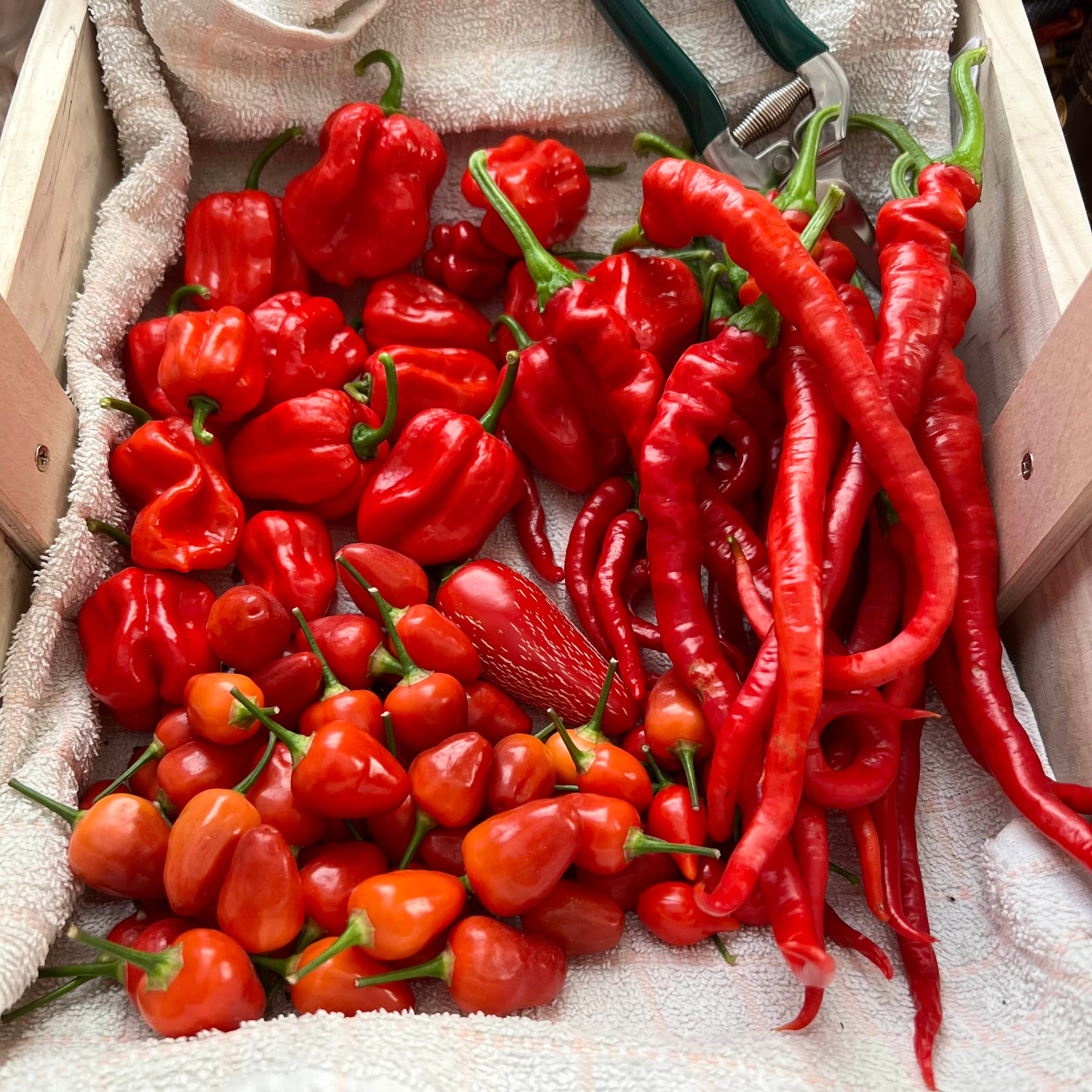 A basket of various picked red chili pepper fruits.