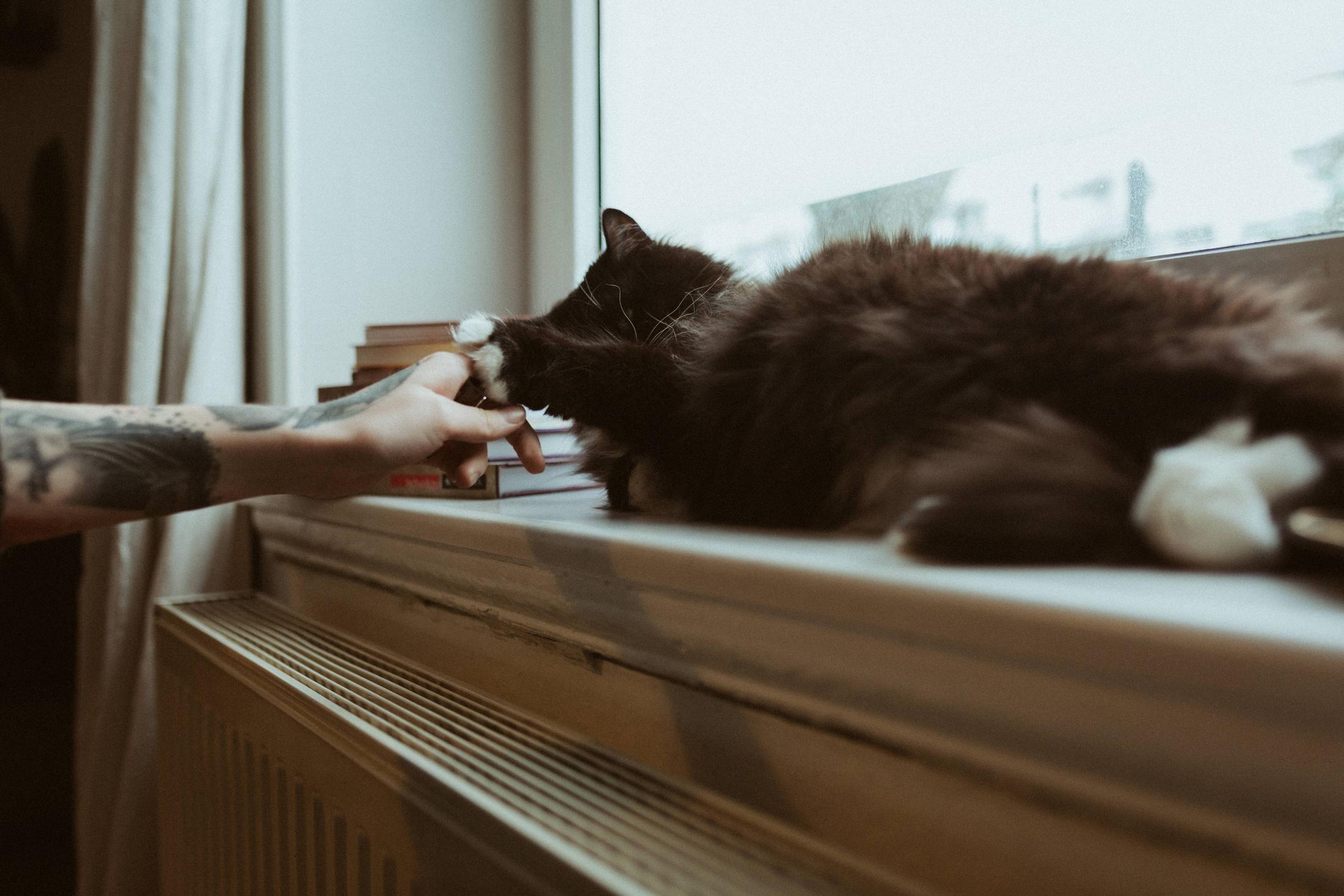 A black cat rests by the window as Anki reaches toward it.