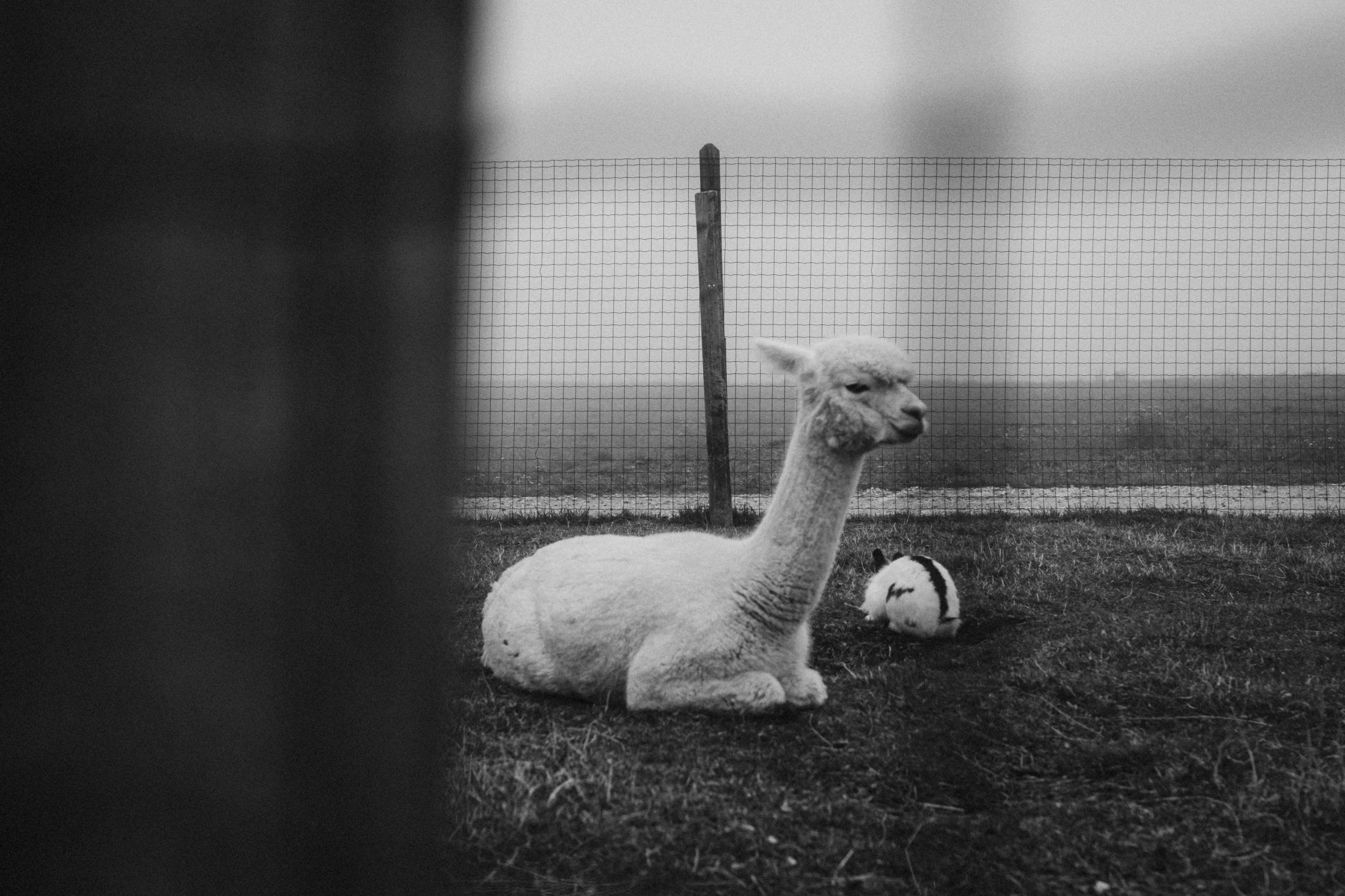 A single alpaca looking toward the camera in the fog.