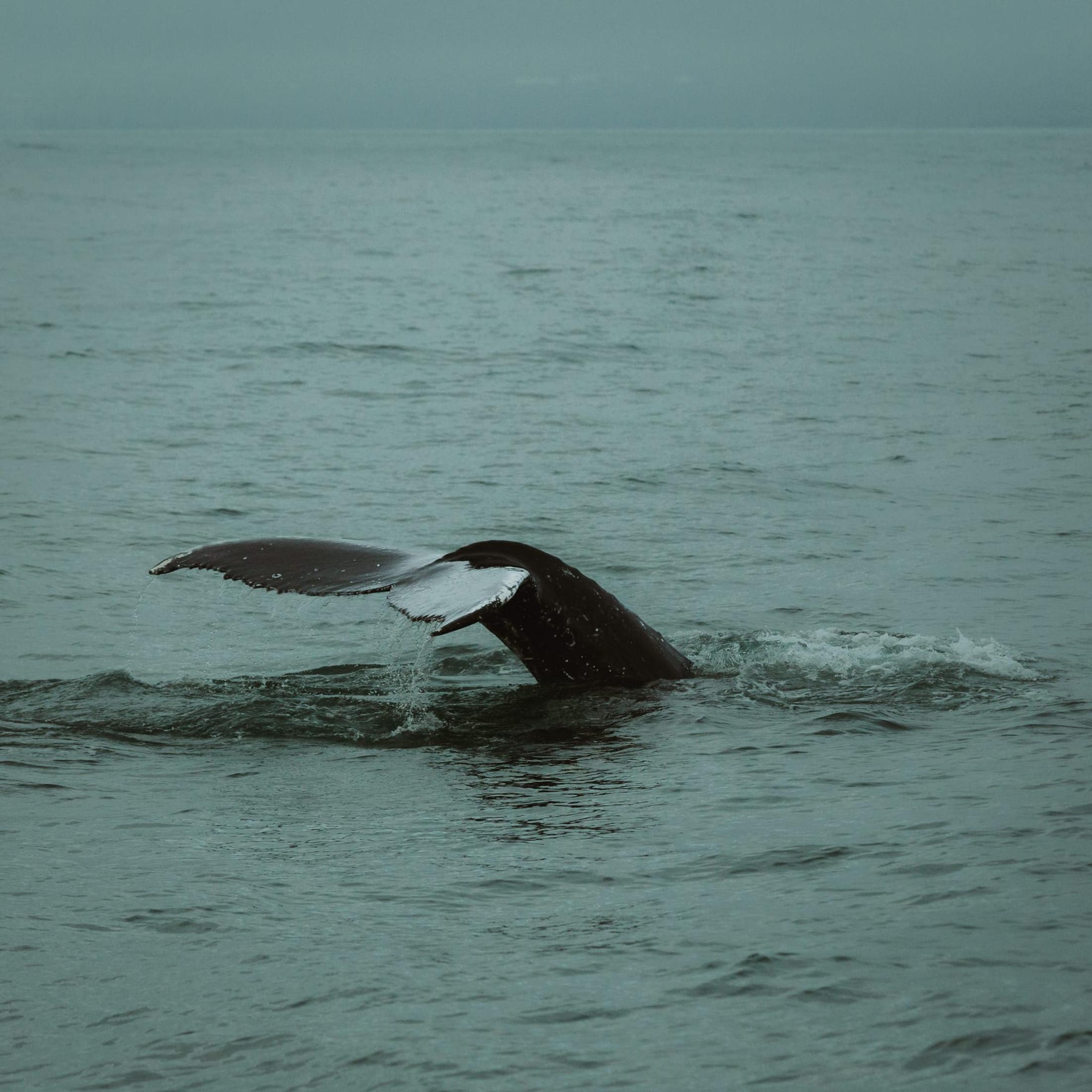 A whale lifting its tail above the surface of the sea.