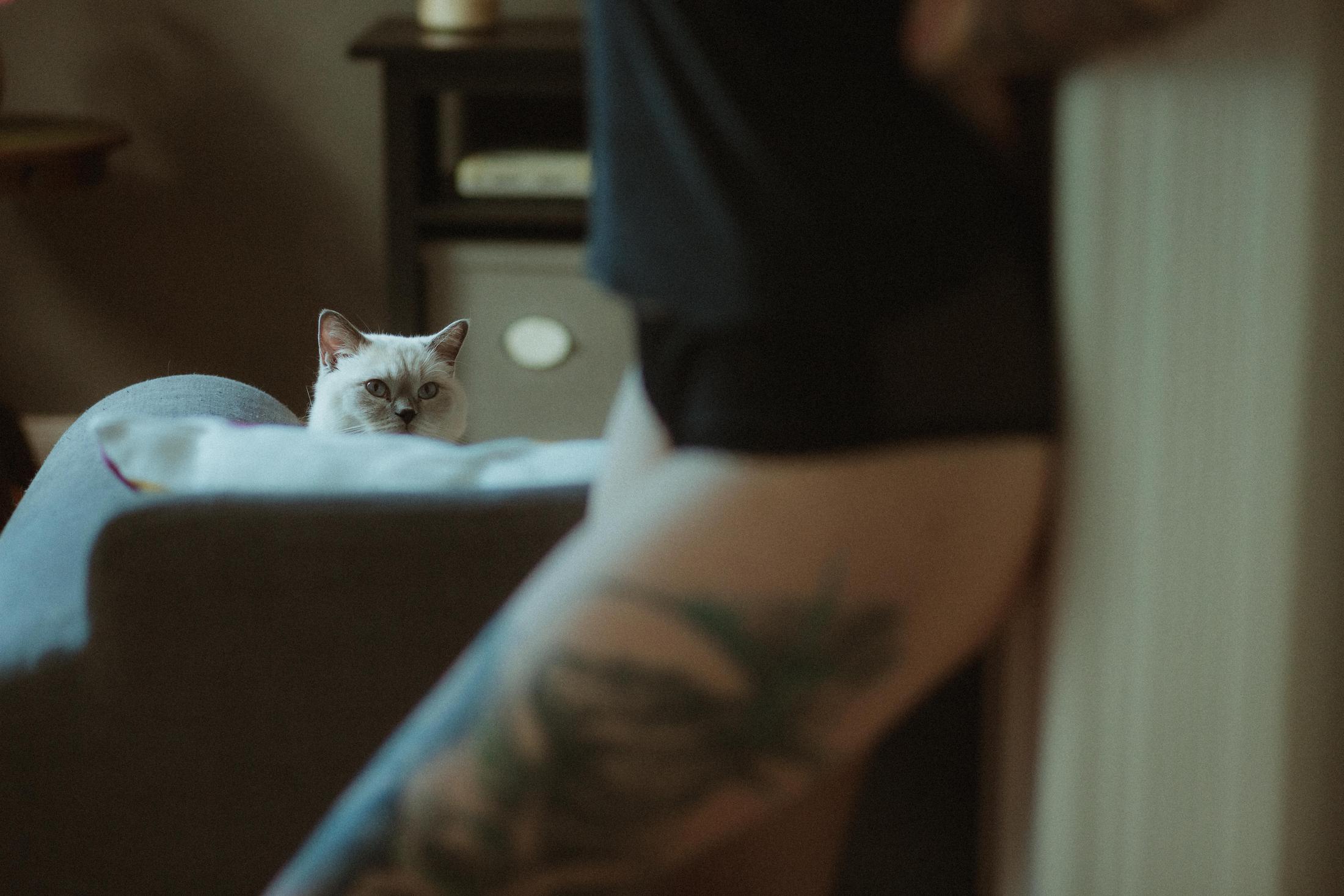 A cat looks past Anki’s tattooed arm in the foreground.