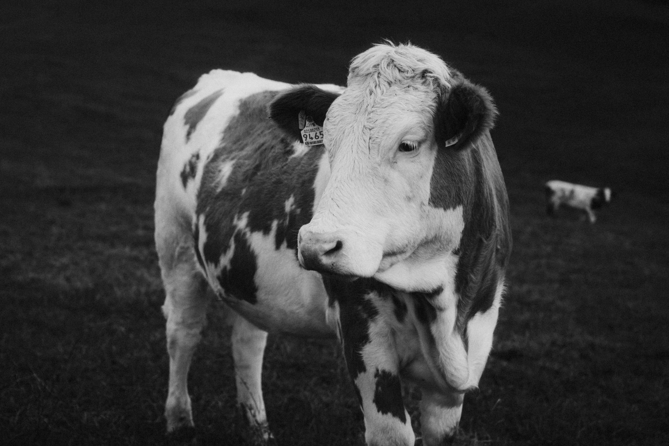 Black-and-white portrait of a cow standing beside the alpine trail.
