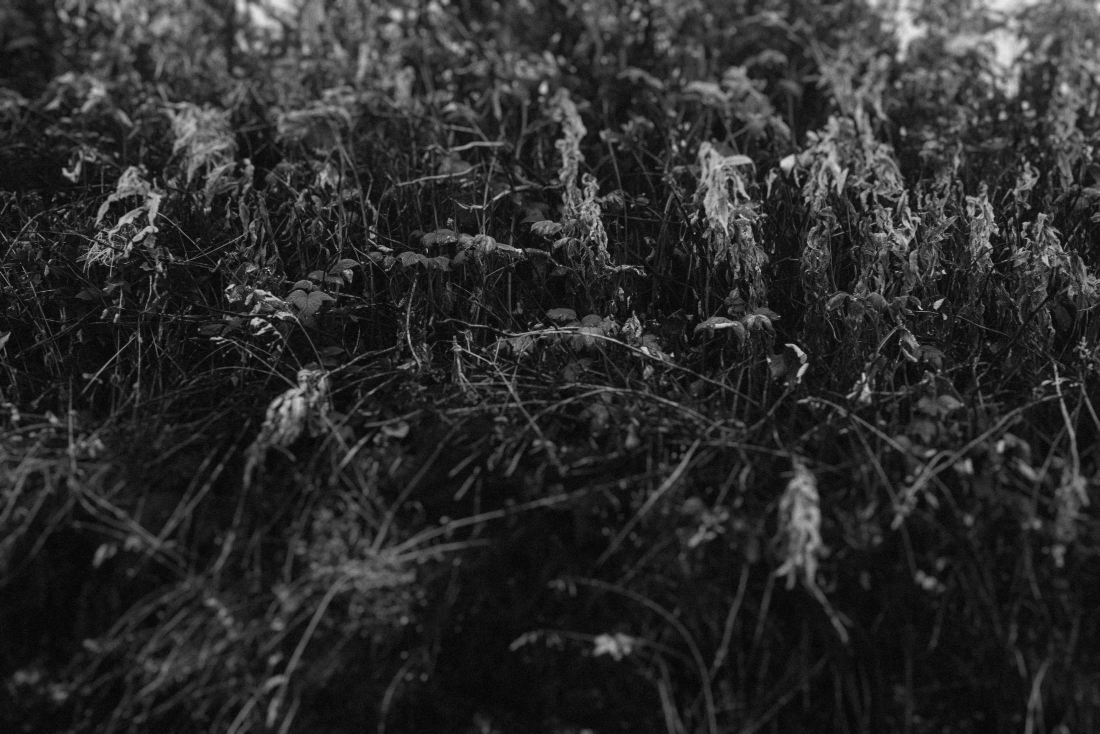 Wet alpine plants and grass along the mountain path.