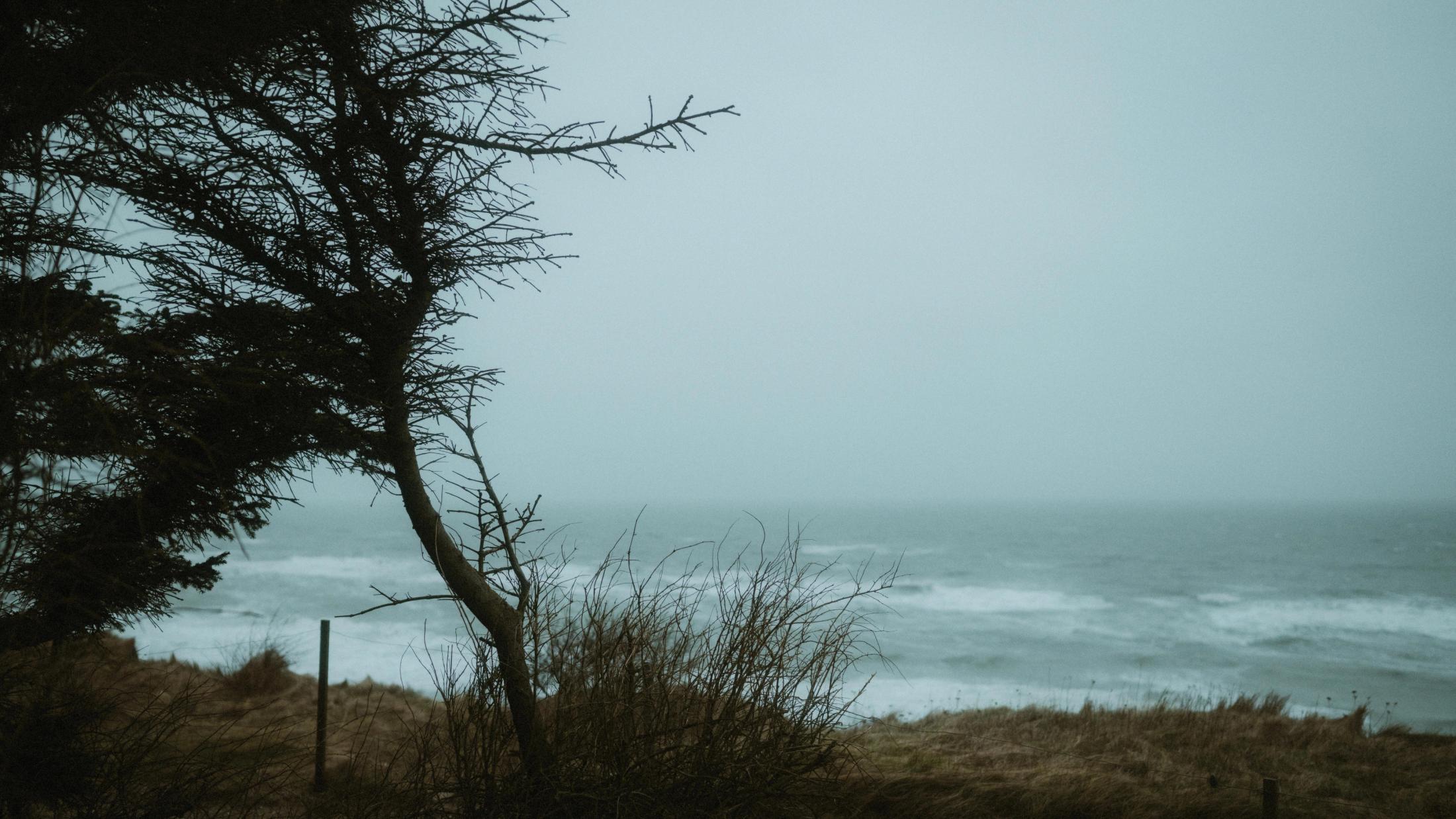 Ein gebeugter Baum rahmt die raue graue Nordsee unterhalb des Friedhofs.