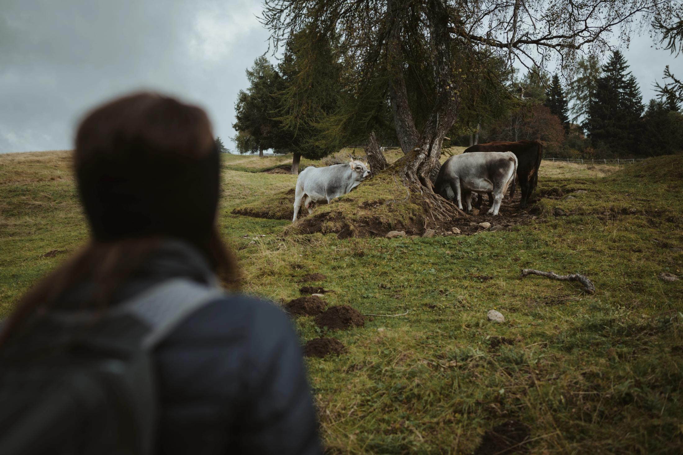 Jana standing near cows grazing on Seiser Alm.