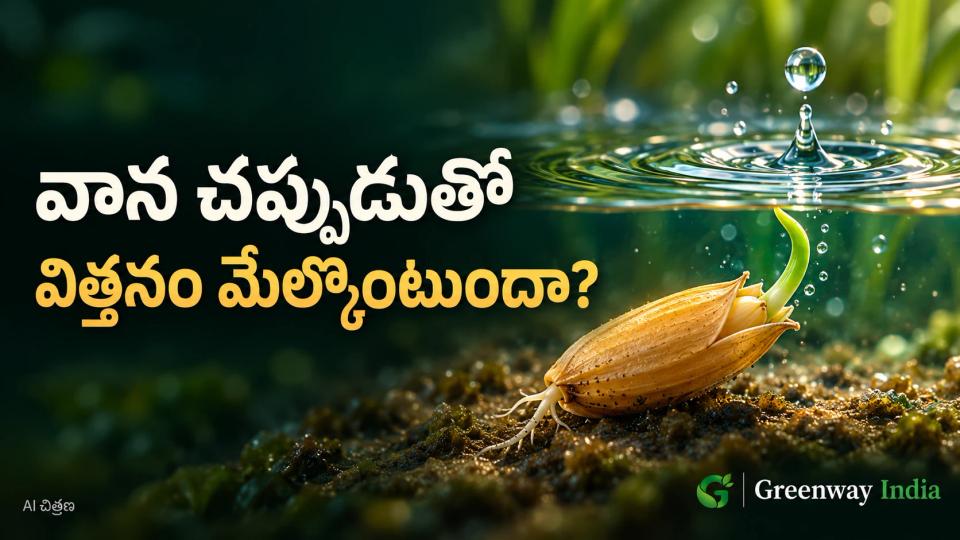 నీటిపై చినుకు పడుతుండగా, కింద వరి గింజ పొట్టులోంచి పచ్చని మొలక తొంగిచూస్తున్నట్టు చూపించే AI చిత్రణ.