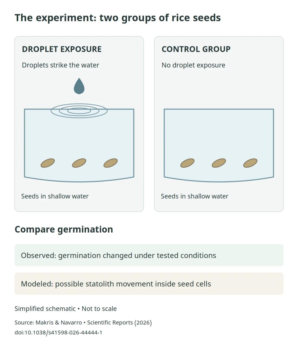 Schematic comparing submerged rice seeds exposed to droplet vibrations with an unexposed control group.