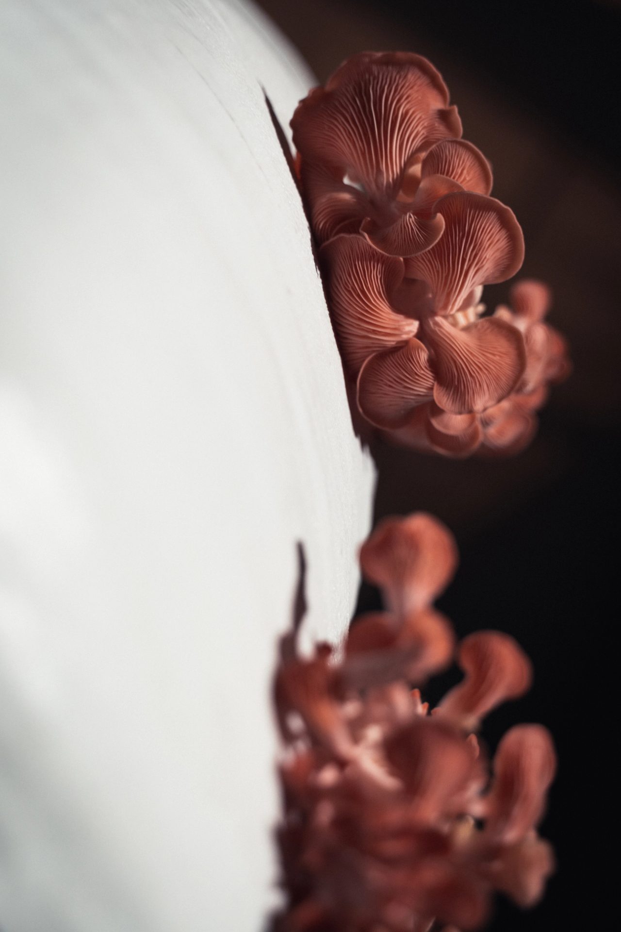 photo by Sui Thin Ip