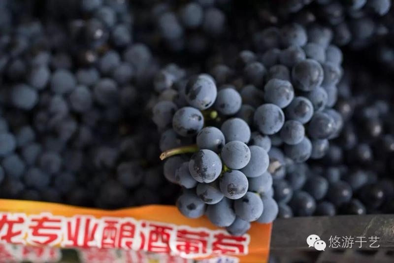 自酿琐记——红酒移我情 杯酒慰平生配图