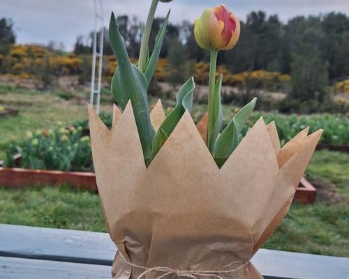 Tulipanes en Maceta
