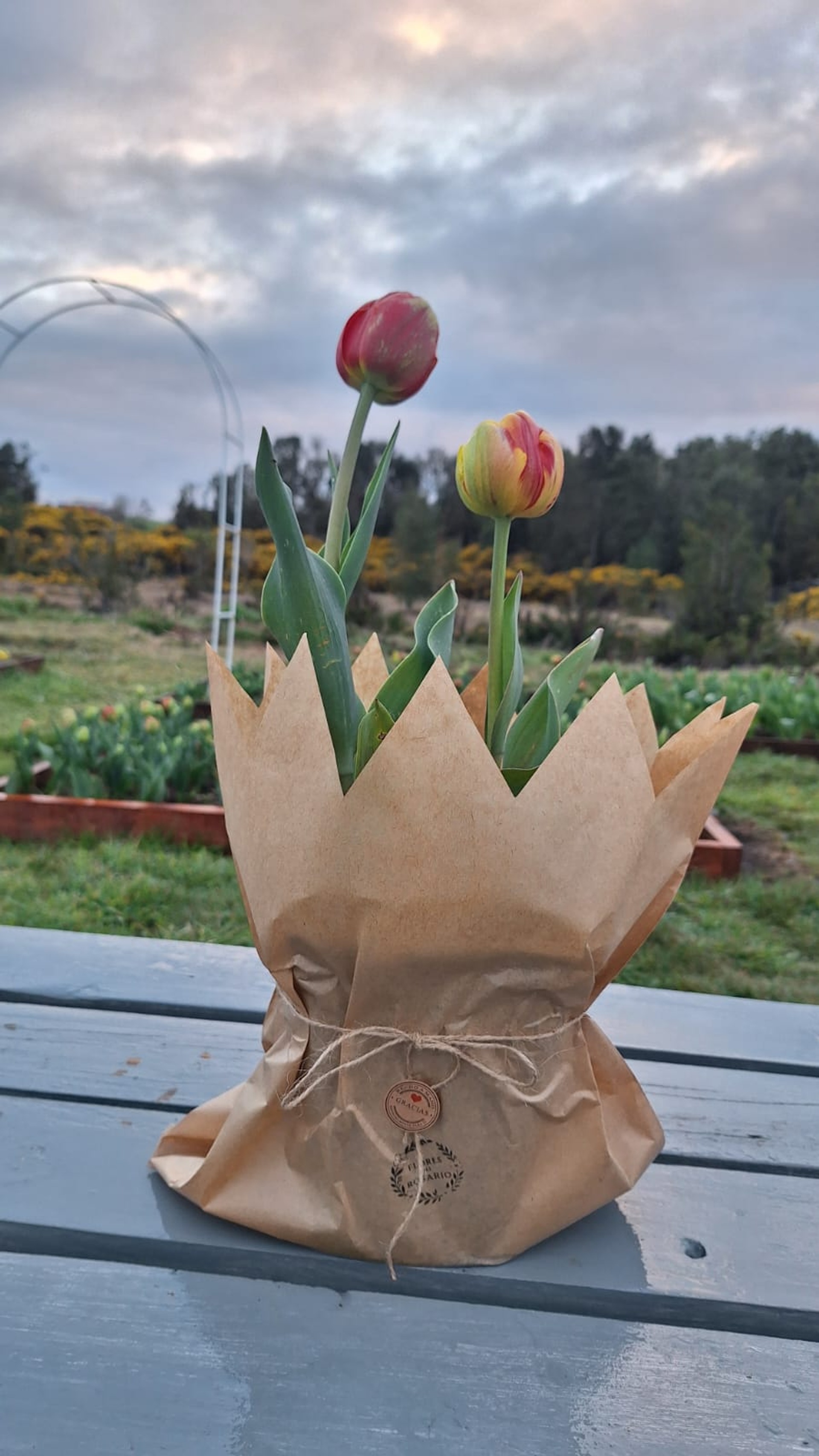 Tulipanes en Maceta - Foto 1