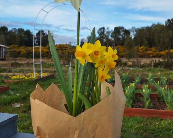 Narcisos en Maceta