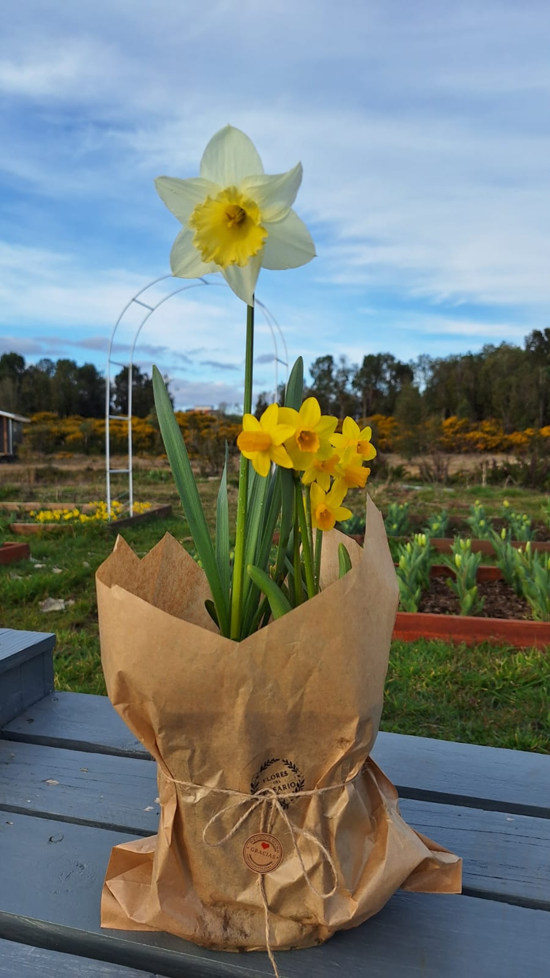 Narcisos en Maceta - Foto 1