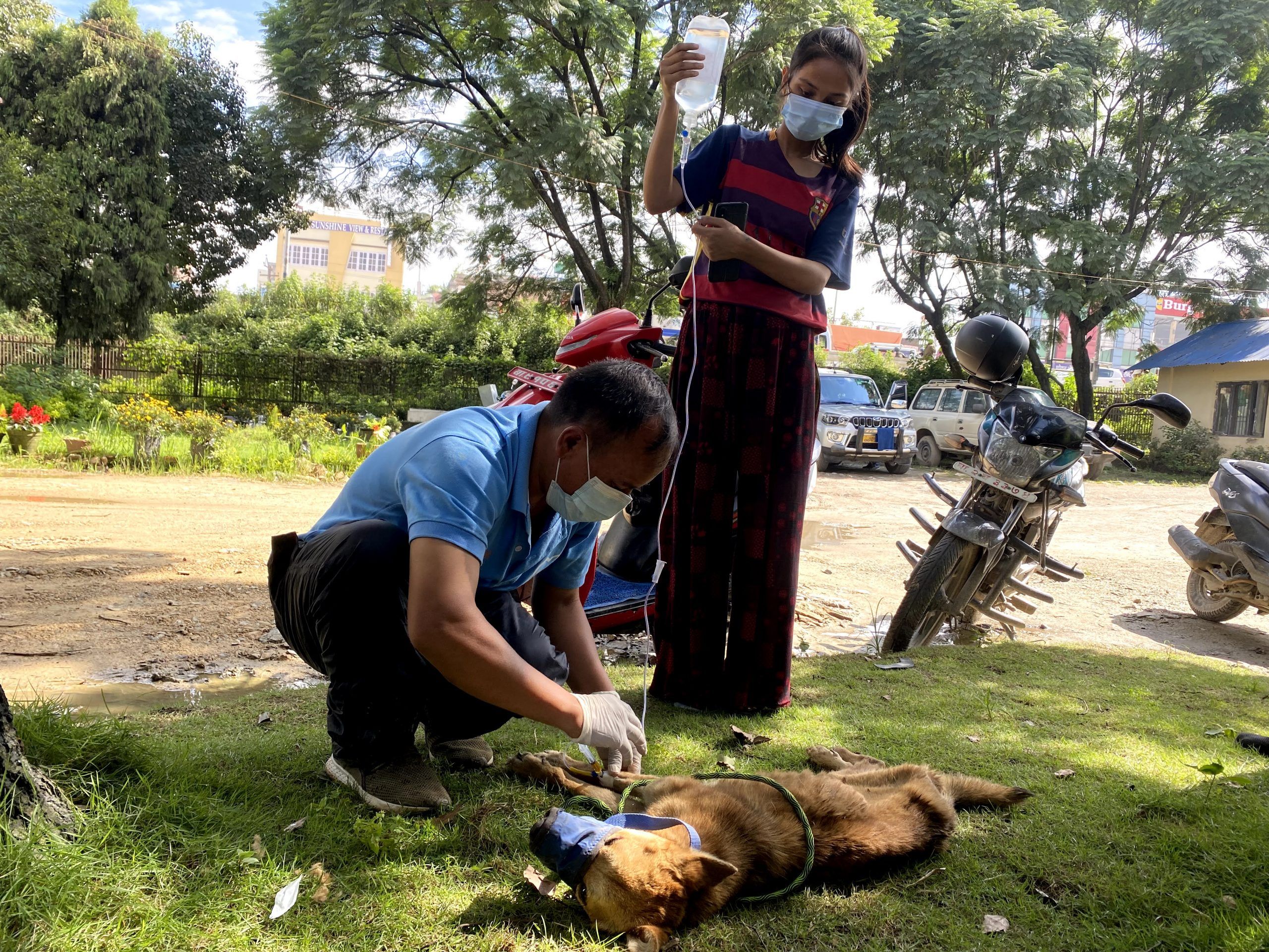 to rescue a dog