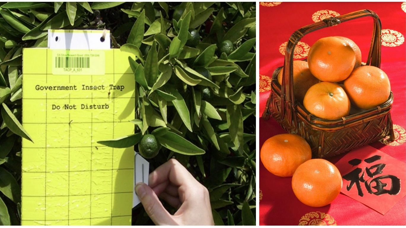 Agriculture officials track the presence of pests like the Asian citrus psyllid by placing yellow sticky traps in citrus trees throughout the state. When you allow these traps on your property, you help protect California citrus. Courtesy