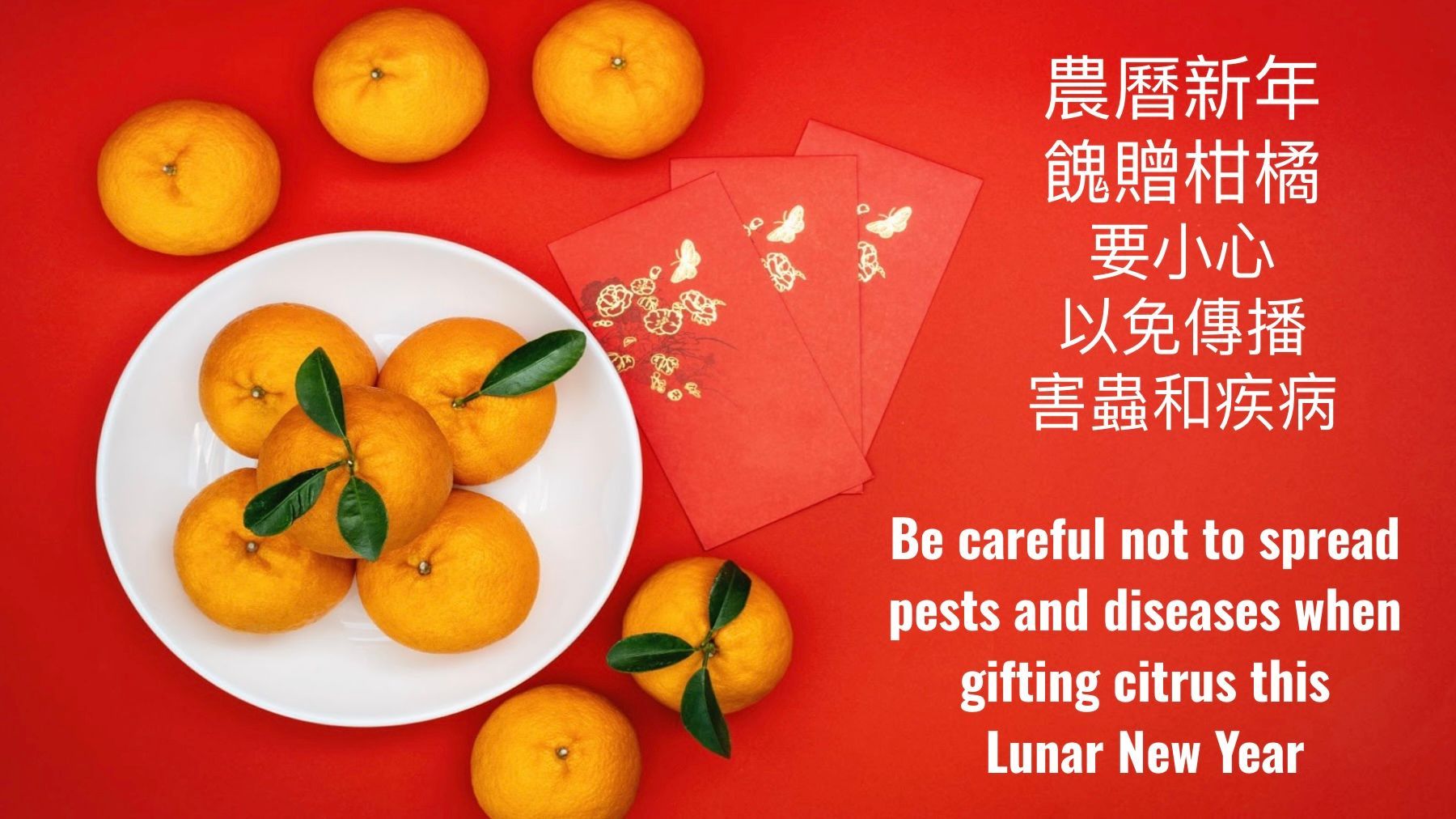 During the Lunar New Year, the state's Citrus Pest & Disease Prevention Program recommends best practices to protect California’s beloved citrus for years to come. Courtesy California Department of Food and Agriculture