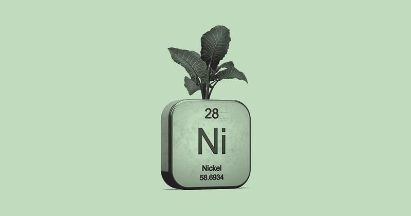 Canada Nickel Lands Strategic Investor For Net Zero Metal Mining