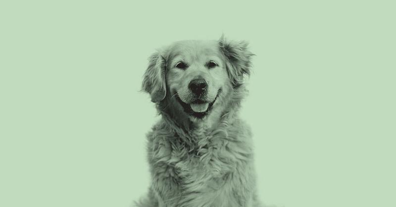 The Biotech Startup Reversing Cognitive Decline In Dogs