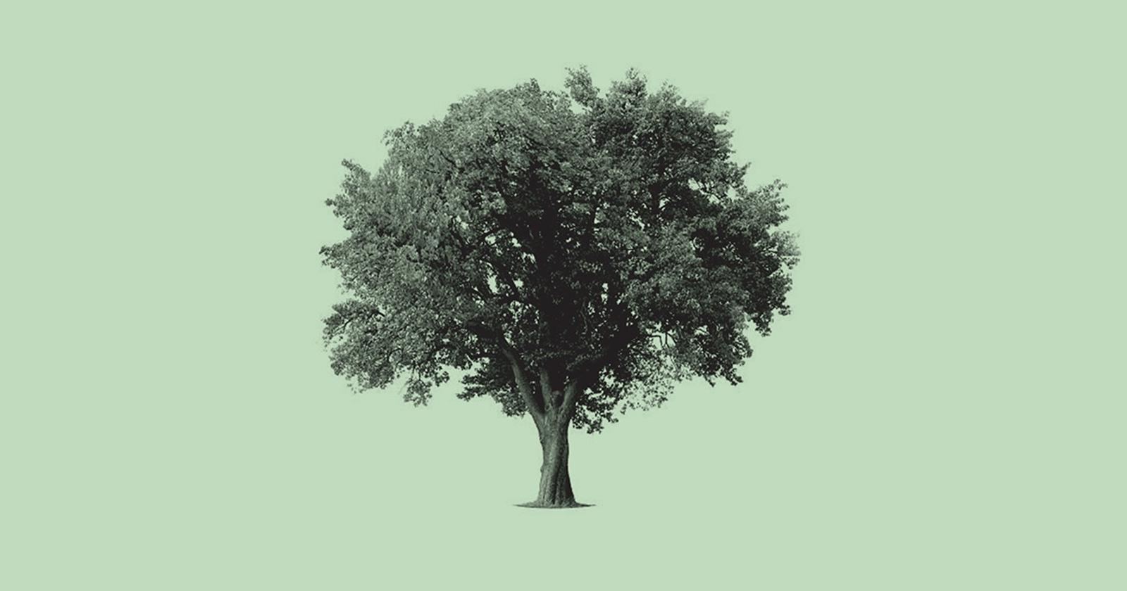 The Startup Putting Carbon Removal Credits On The Blockchain
