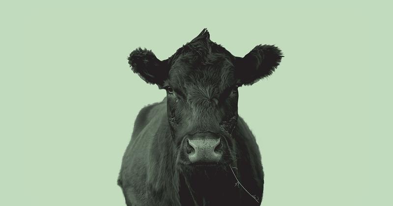 The Big Business of Cow Burps