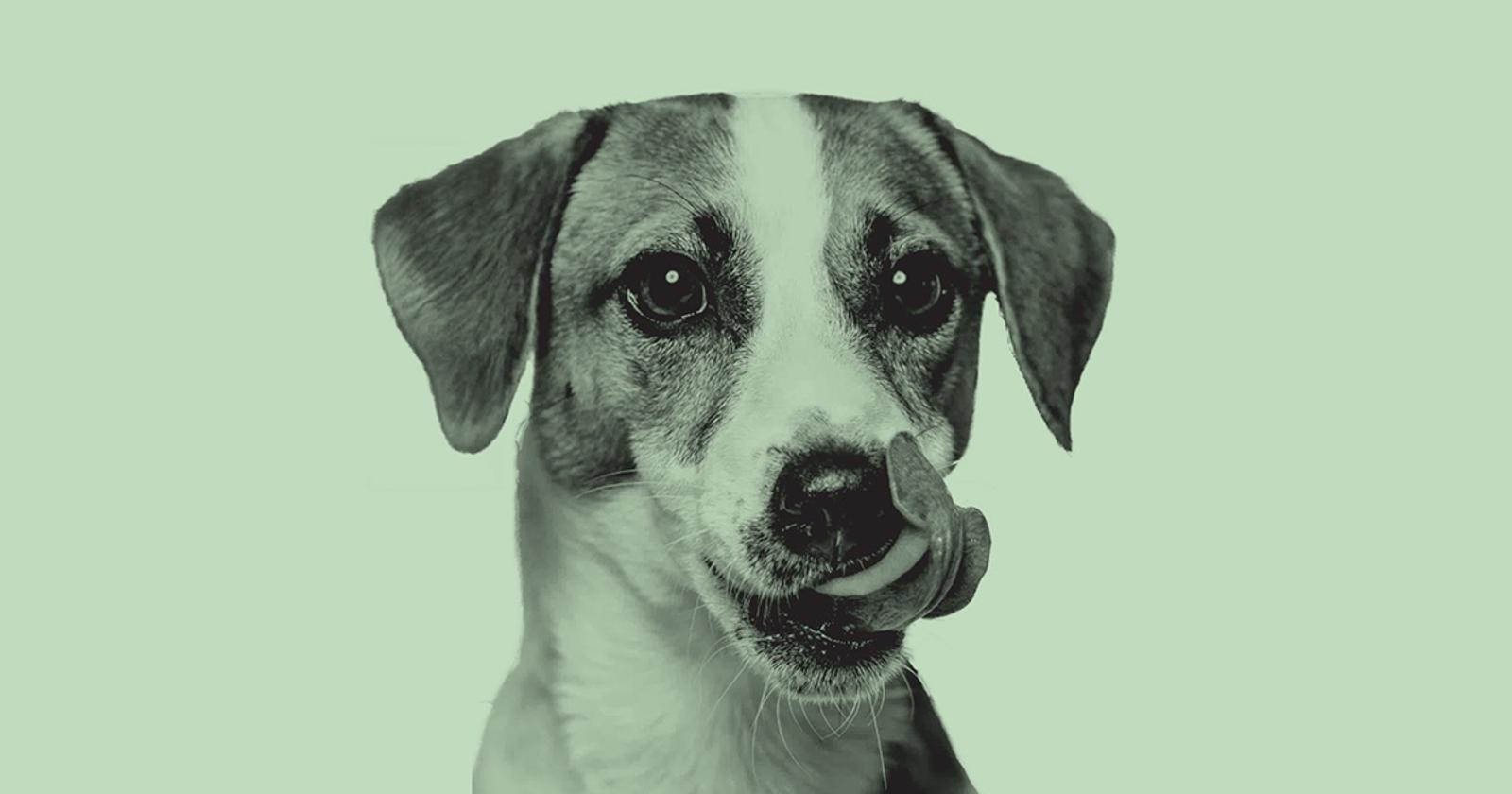 Britain Has Approved Lab Grown Meat For Pets