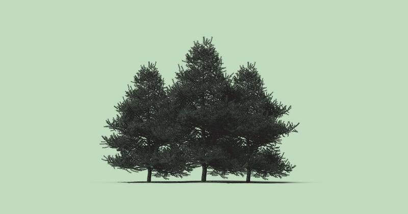 Manulife Has A New Fund For Forests