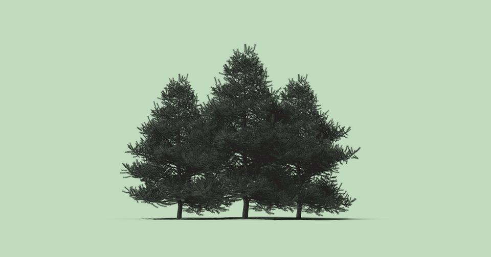 Carbon Credits