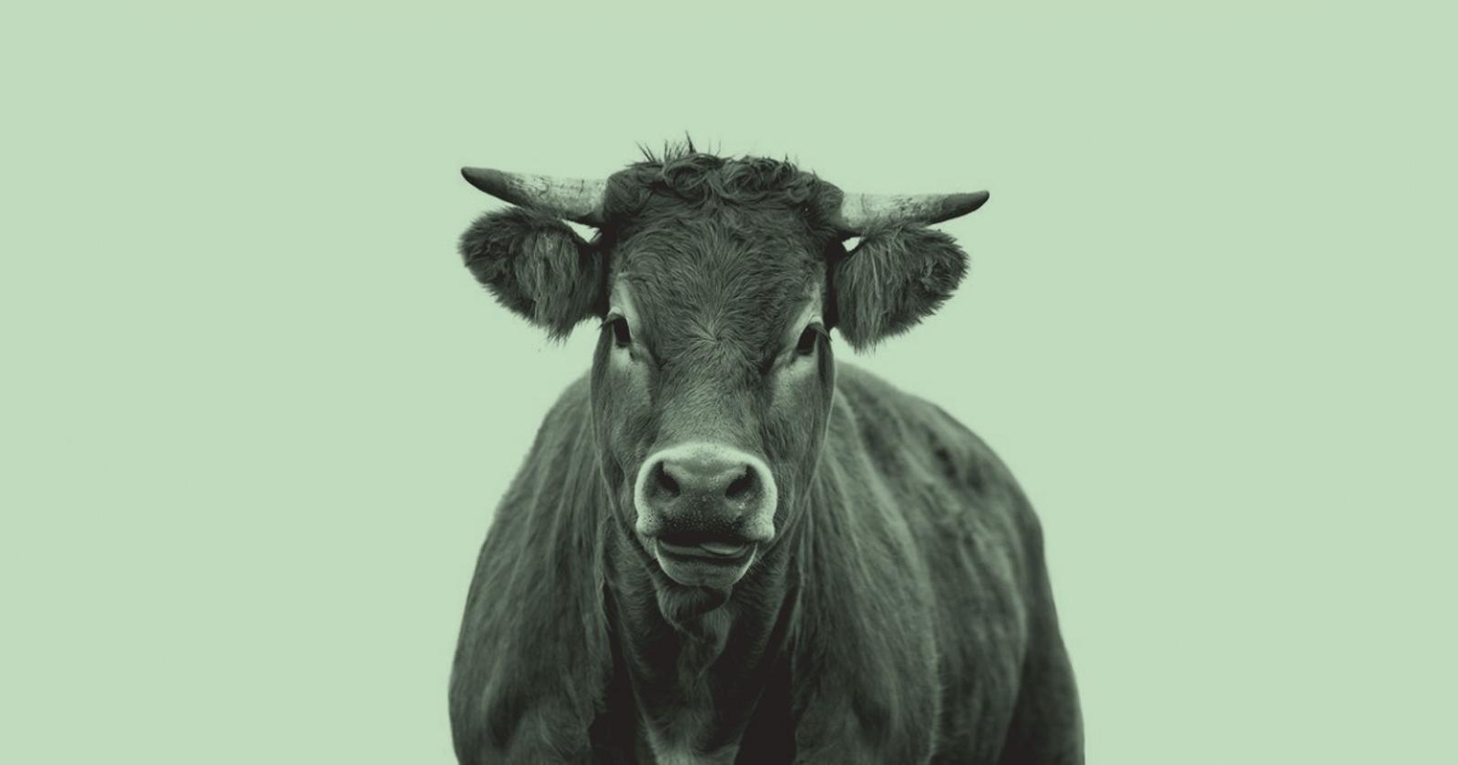Cows Are Now Creating Carbon Credits