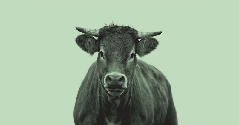 Cows Are Now Creating Carbon Credits