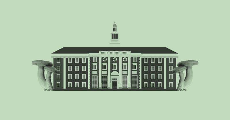 Harvard Lands $16 Million For Psychedelic Research