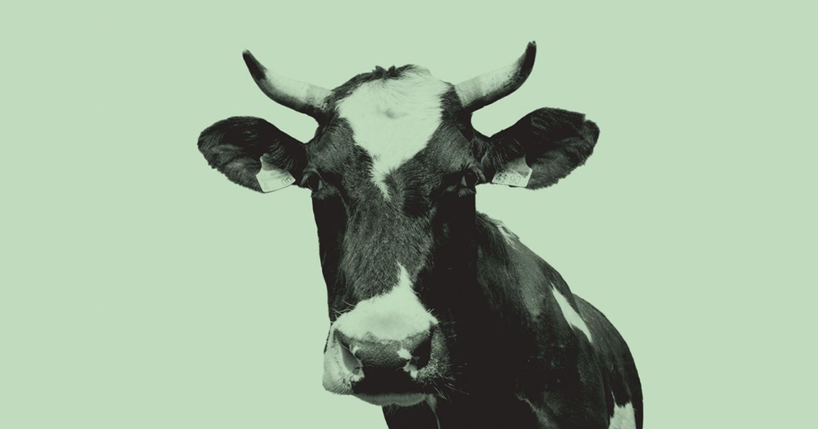 Microsoft Is Buying Carbon Credits Generated By Ranchers