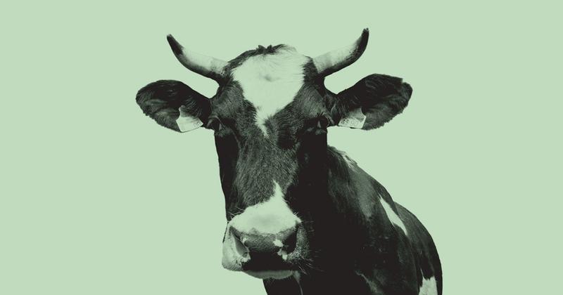 Microsoft Is Buying Carbon Credits Generated By Ranchers