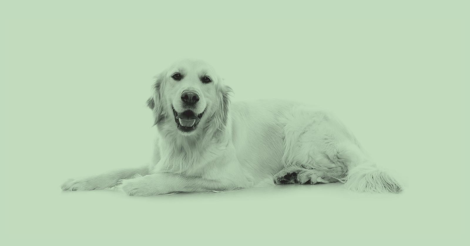 Longevity Clinical Trial Launches For Dogs