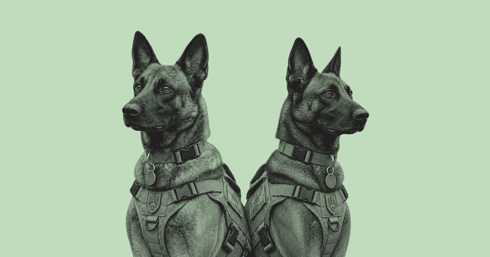 warhound military dogs