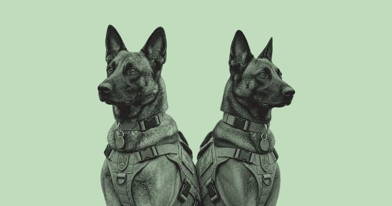 warhound military dogs
