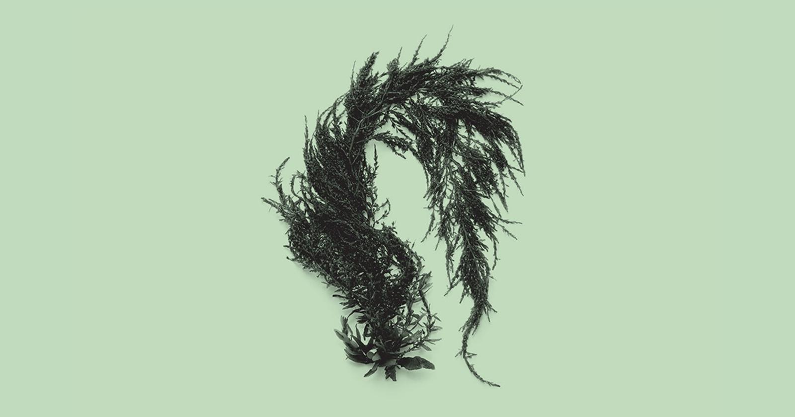 The Startup Sinking Seaweed to Capture Carbon