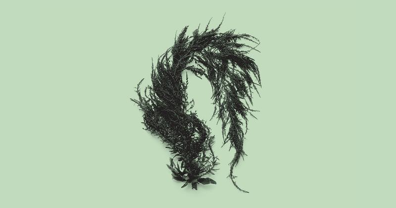 The Startup Sinking Seaweed to Capture Carbon