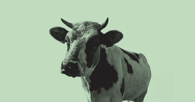 Canada's Plan To Earn Carbon Credits From Cattle Burps