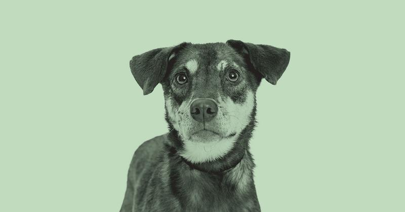 Loyal Doses Their First Dog In Groundbreaking Canine Longevity Clinical Trial 