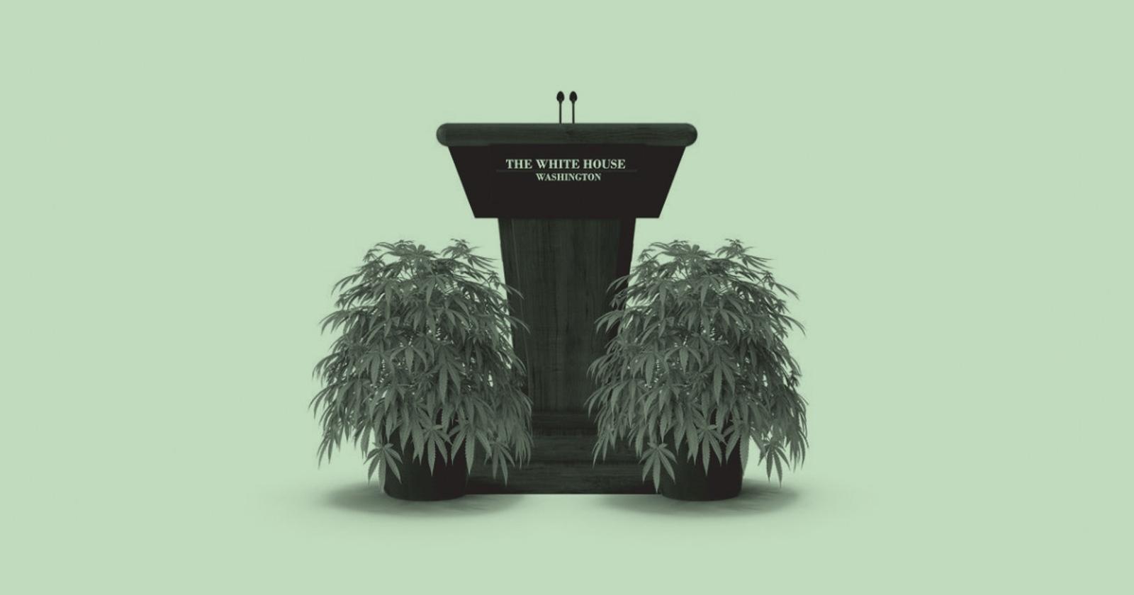 The Comeback of The Cannabis Craze