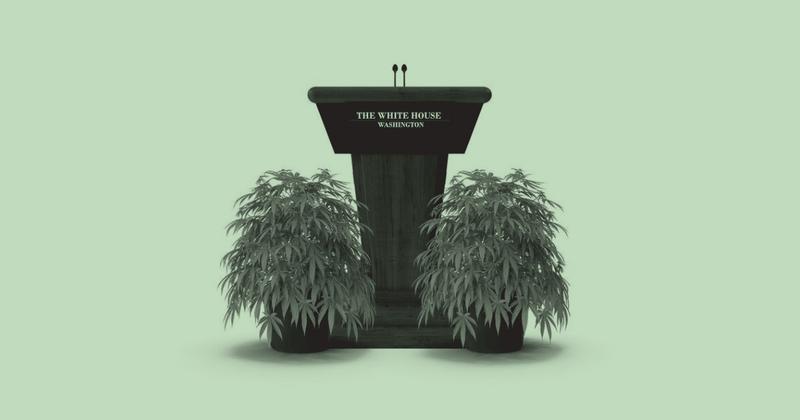 The Comeback of The Cannabis Craze
