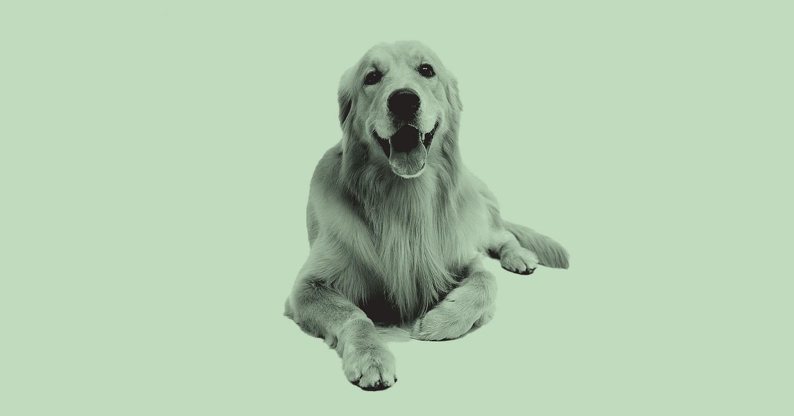 Is Longevity For Animals The Next Big Trend In Biotech?