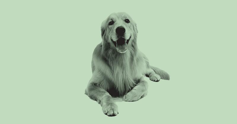 Is Longevity For Animals The Next Big Trend In Biotech?