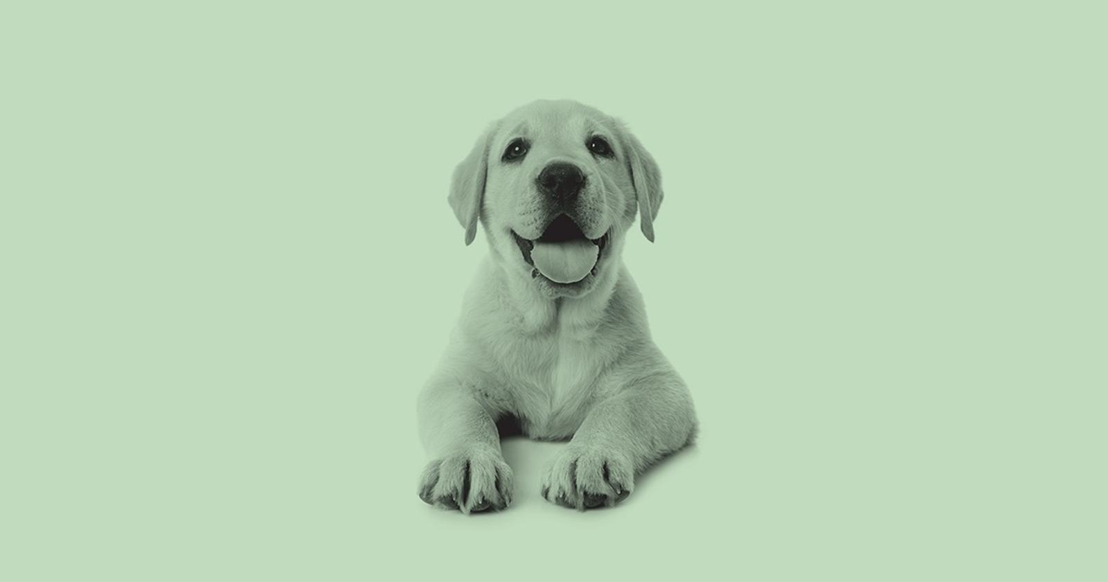 Blackstone is Betting Big on The Pet Business