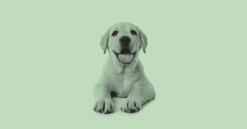 Blackstone is Betting Big on The Pet Business