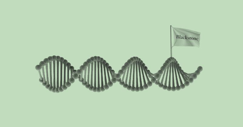 blackstone dna