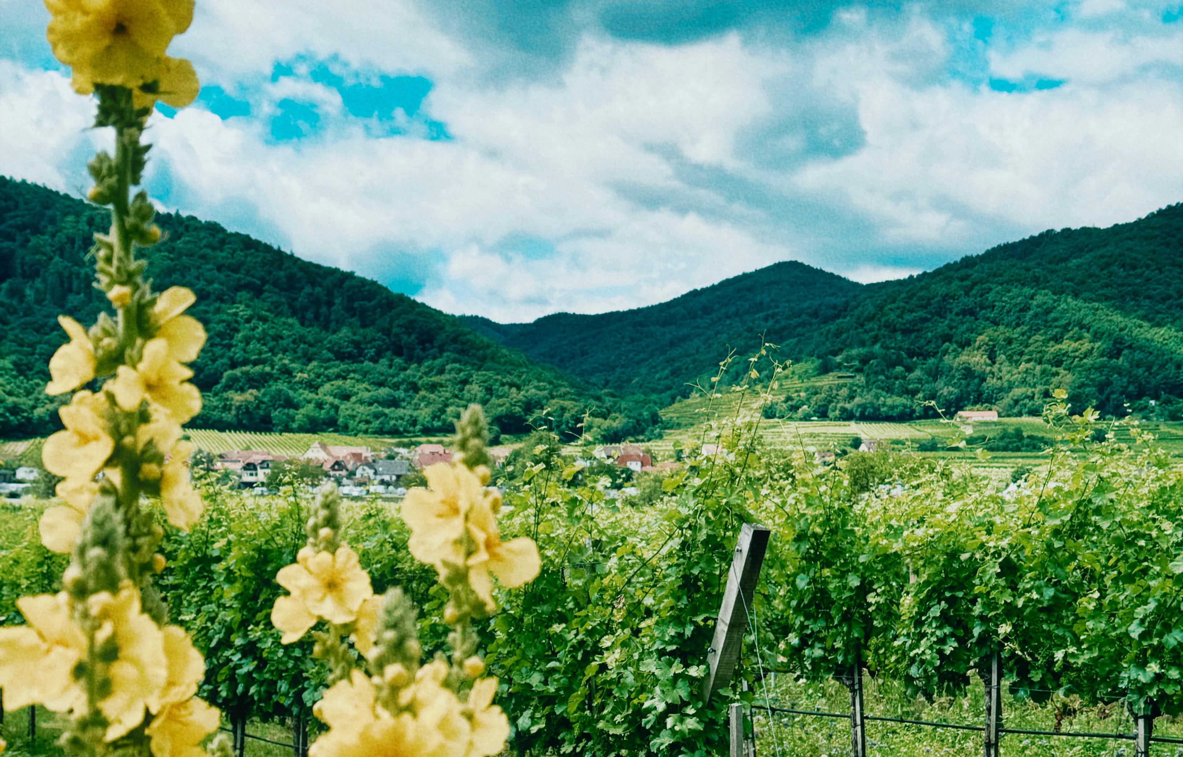 The Wine