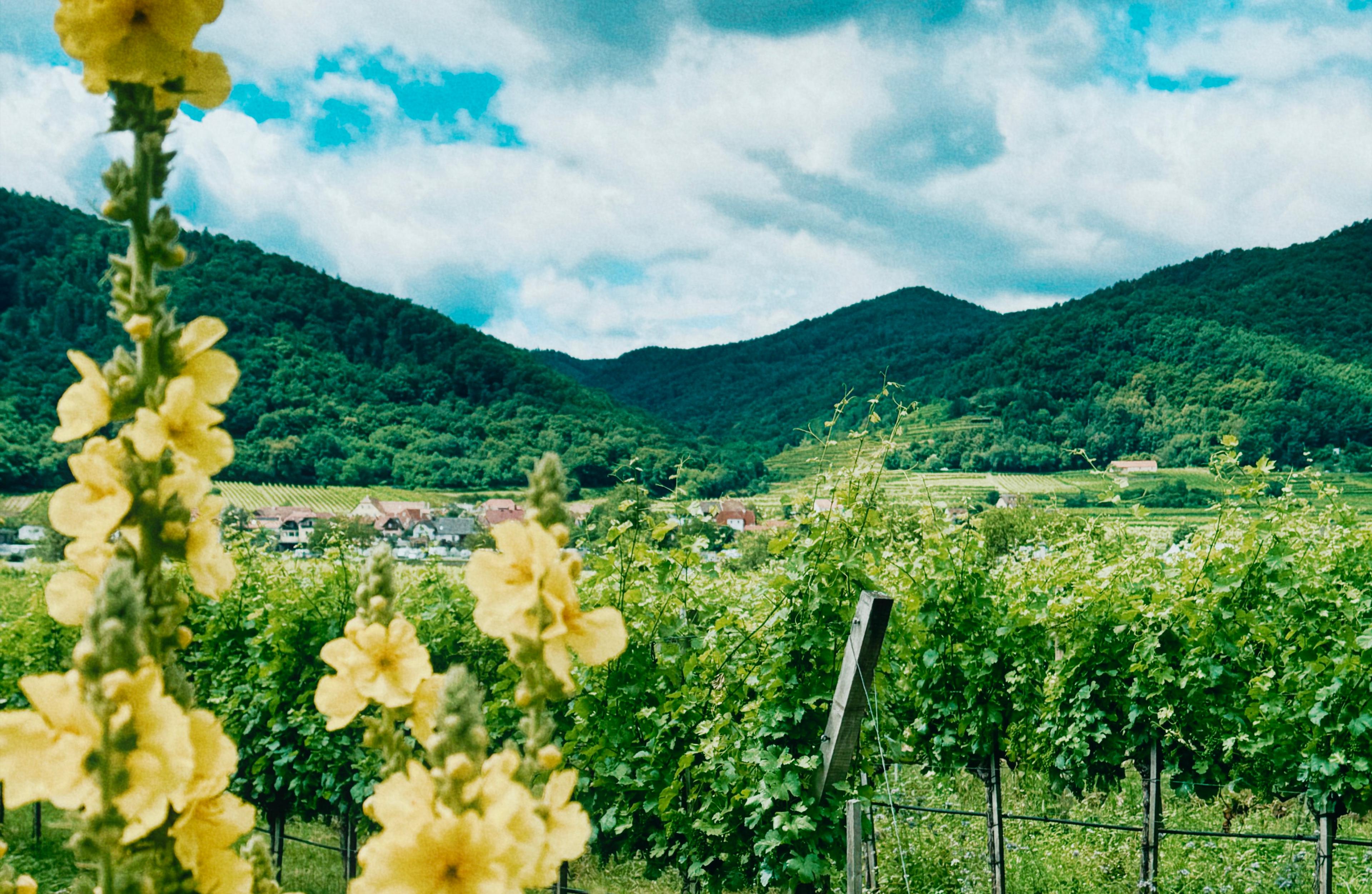 The Wine